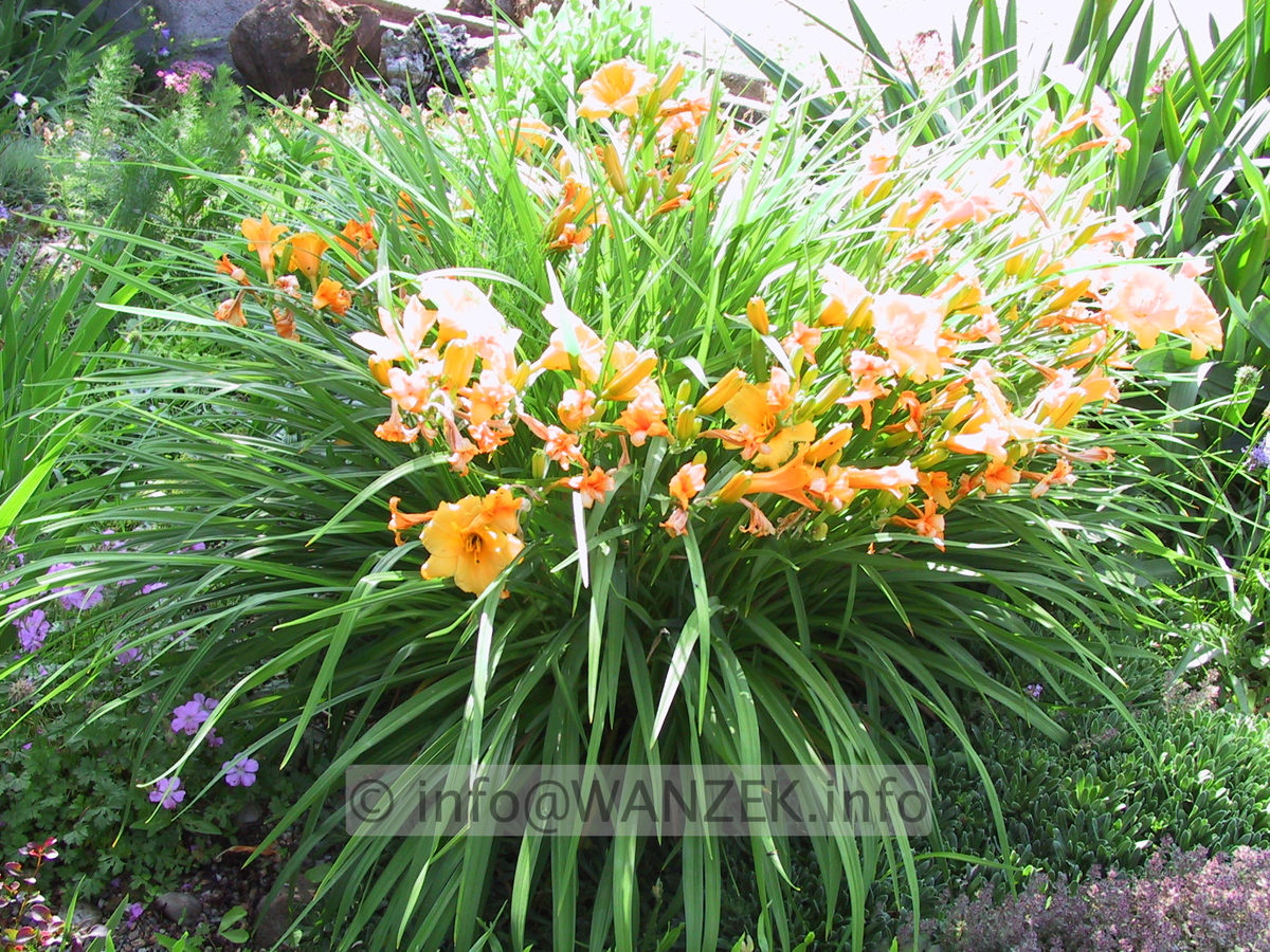 Hemerocallis Stella d' Oro - Sol2.JPG